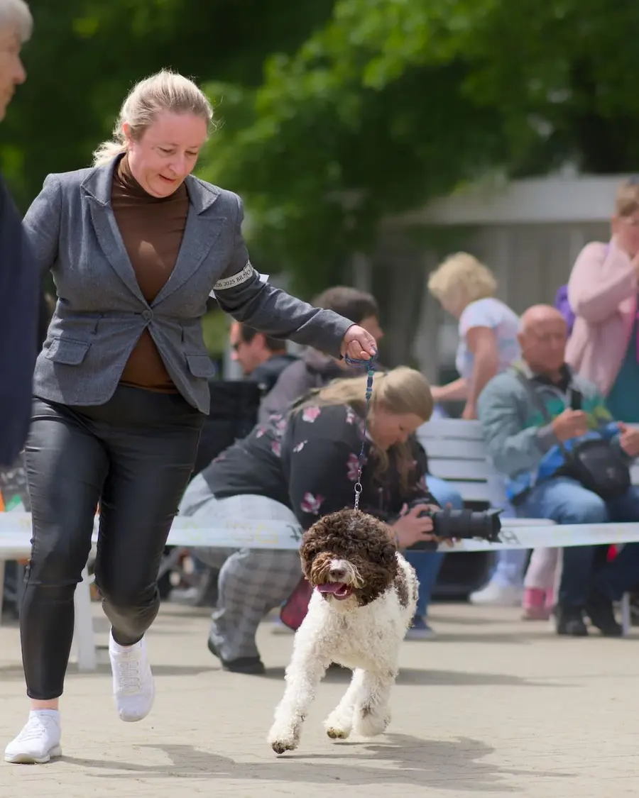 Předvedení psa Lagotto Romagnolo
