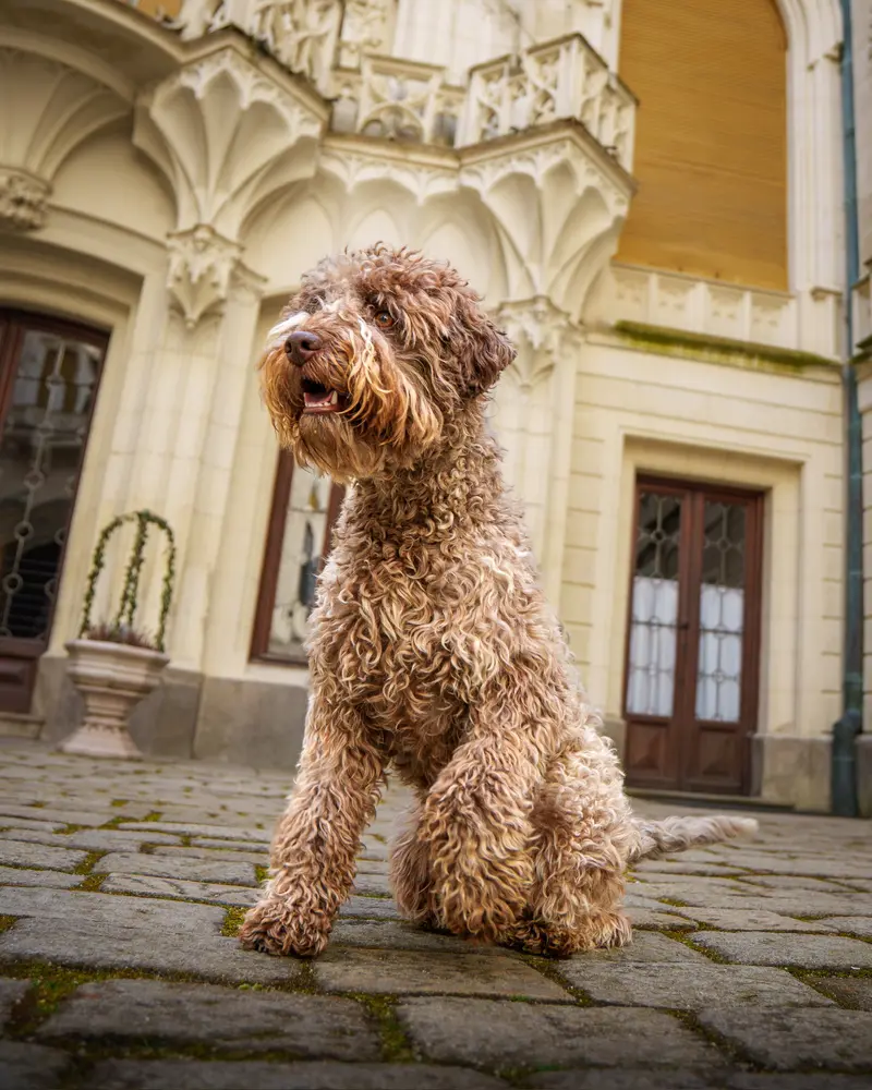 Hnědý Lagotto Romagnolo před historickou budovou