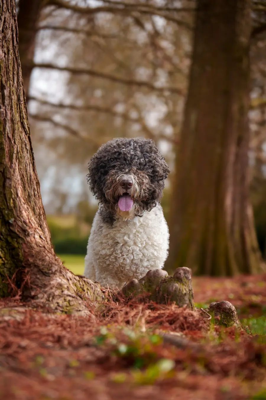 Lagotto Romagnolo v lese