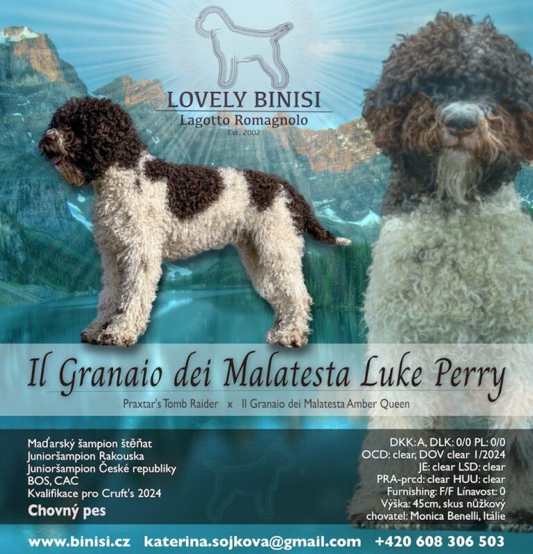 Luigi je chovný pes!